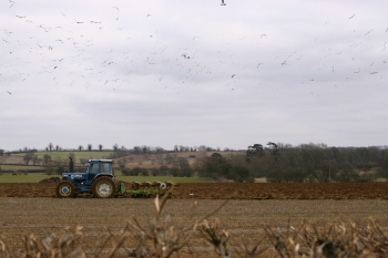 Gulls feeding on what the tractor uncovers